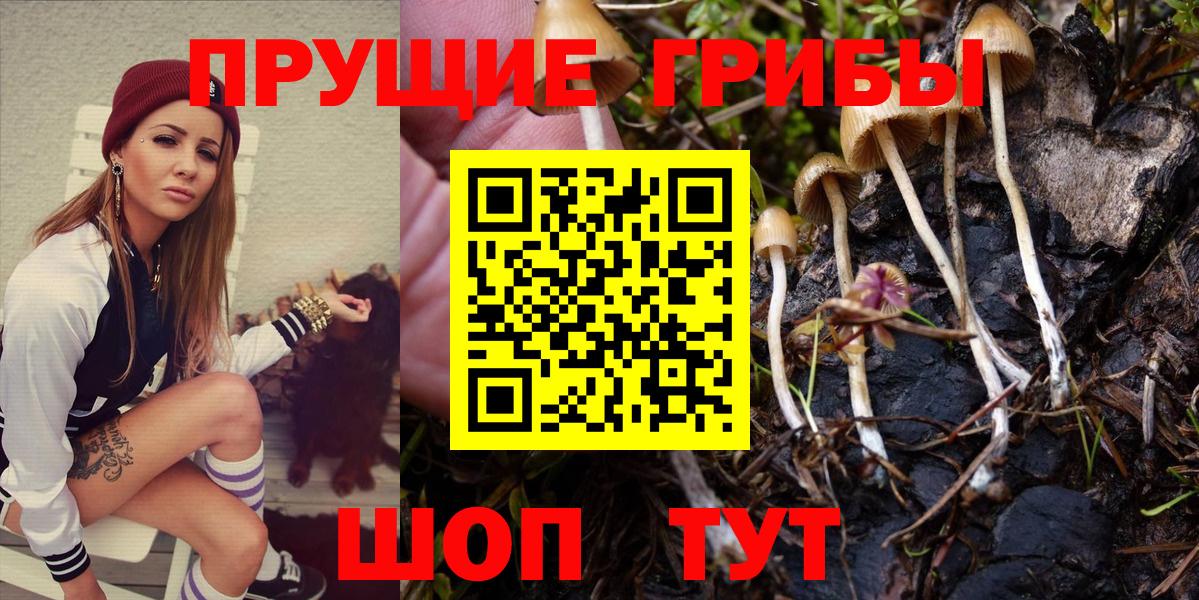 Псилоцибиновые грибы Psilocybine cubensis Кемерово
